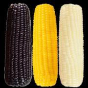 玉米转基因检测
