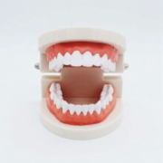 牙齿模型检测