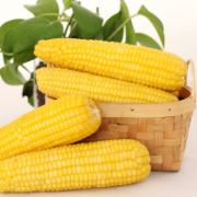 玉米检测 检测标准GB 1353-2009