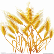 小麦检测 检测标准GB 1351-2008