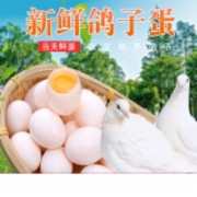  无抗养殖健康新鲜鸽子蛋     蛋及蛋制品检测  绿色食品认证  GB2748《鲜蛋卫生标准》