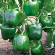 甜椒检测  甜椒 太空椒 绿色灯笼椒 生鲜蔬菜检测   蔬菜农药残留检测　蔬菜中污染物限量检测