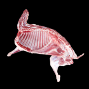 羊肉及肉制品中掺假检测鉴定  动物源性成分检测   