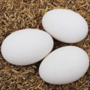 鹅蛋及鹅蛋制品检测  应对国家食药监督局食品抽检  入驻电商平台